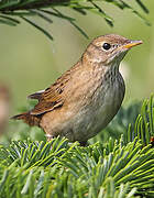 Common Grasshopper Warbler