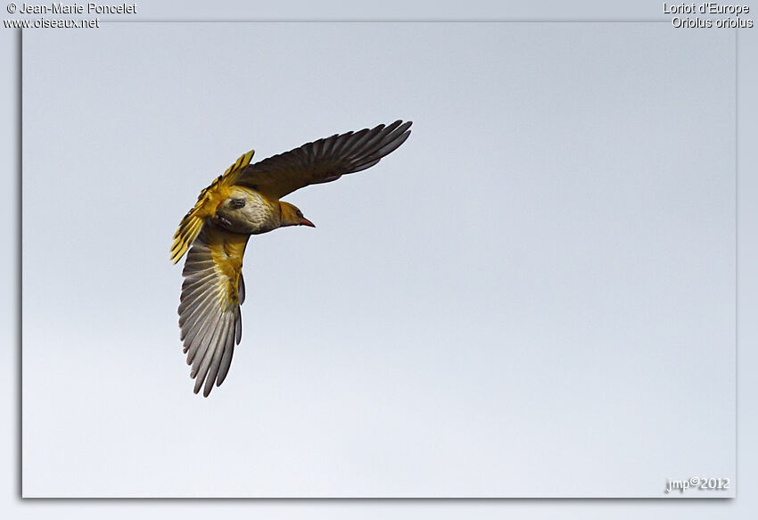 Eurasian Golden Oriole