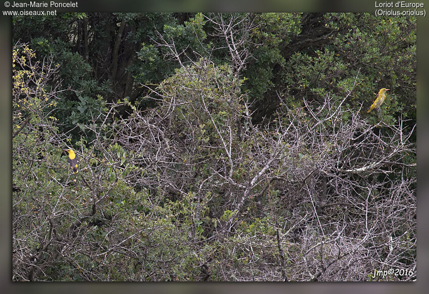 Eurasian Golden Oriole