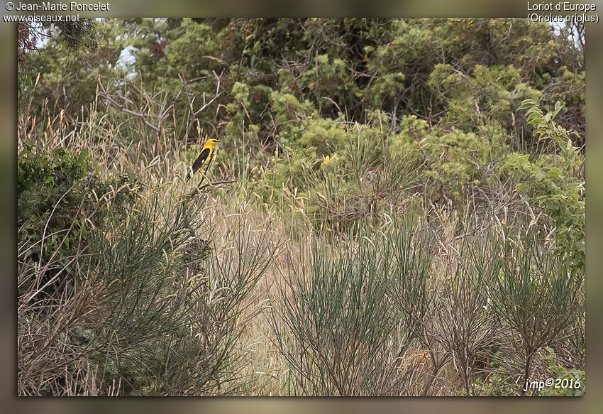 Eurasian Golden Oriole