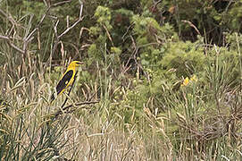 Eurasian Golden Oriole