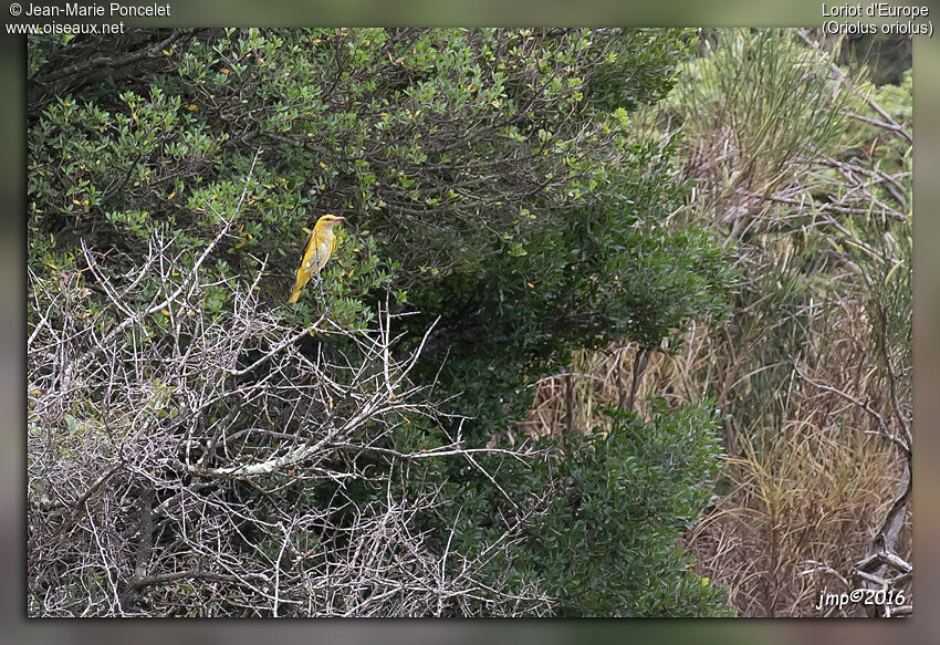 Eurasian Golden Oriole