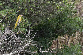 Eurasian Golden Oriole