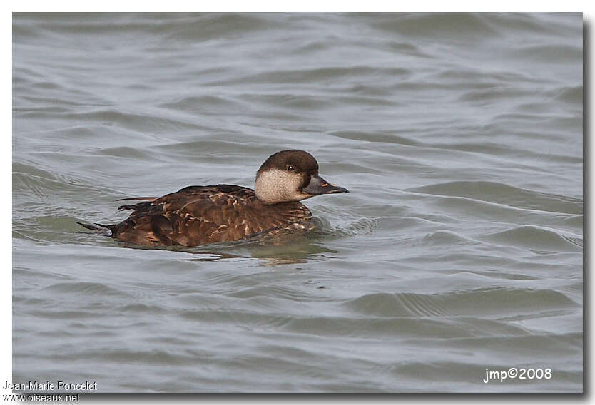 Common Scoter female, identification