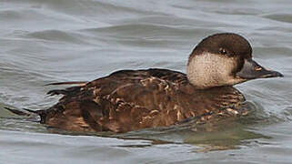 Common Scoter