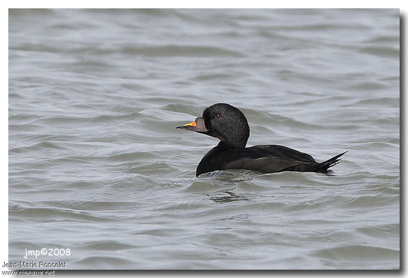 Macreuse noire mâle adulte nuptial, identification