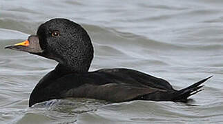 Common Scoter