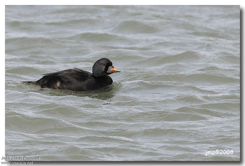 Common Scoter male, swimming