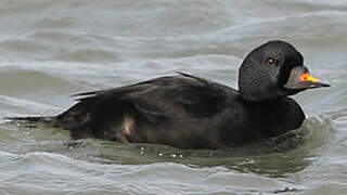 Common Scoter