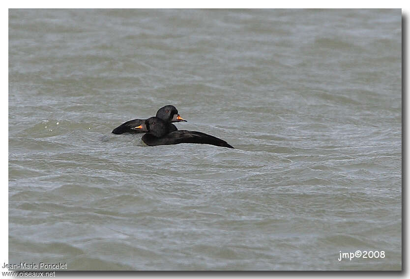 Common Scoter male