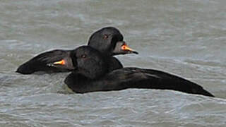 Common Scoter