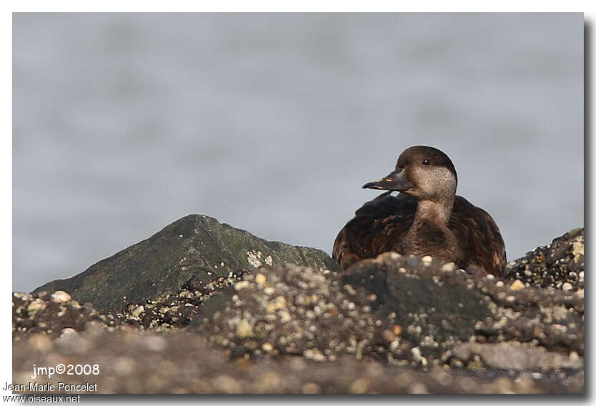 Common Scoter female adult