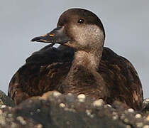 Common Scoter