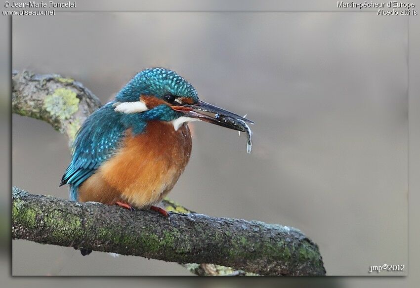 Common Kingfisher