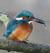 Common Kingfisher