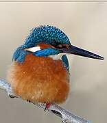 Common Kingfisher