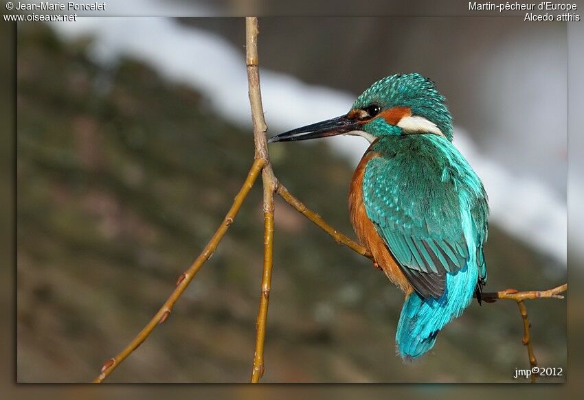 Common Kingfisher