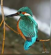 Common Kingfisher