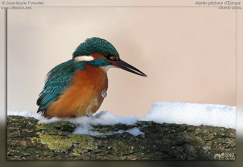 Common Kingfisher