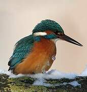 Common Kingfisher