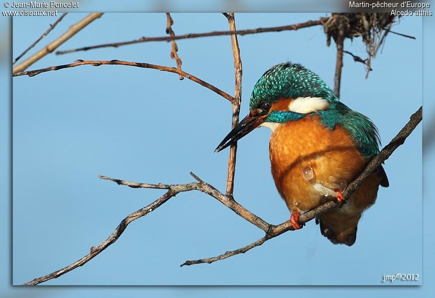 Common Kingfisher