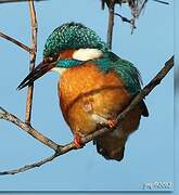 Common Kingfisher