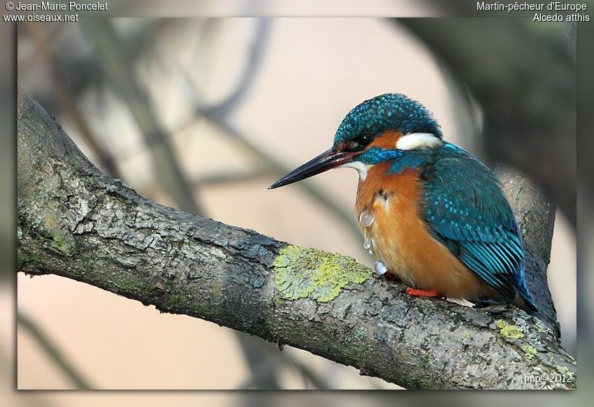 Common Kingfisher