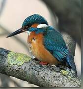 Common Kingfisher