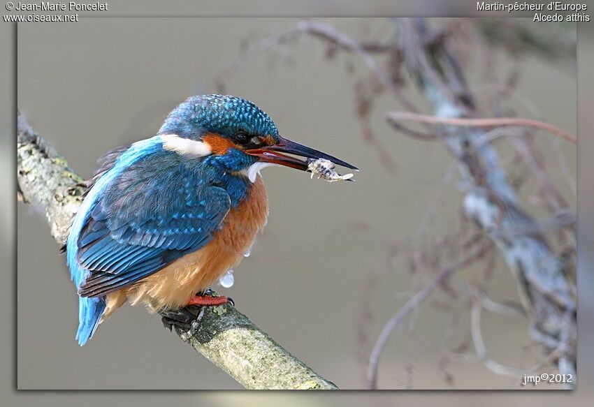 Common Kingfisher