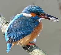 Common Kingfisher