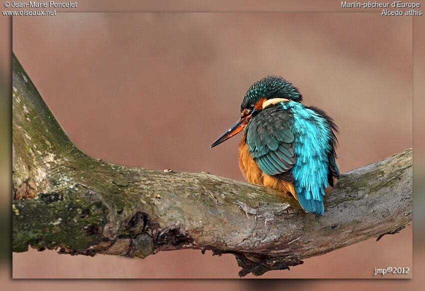 Common Kingfisher