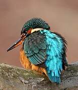 Common Kingfisher