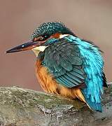 Common Kingfisher