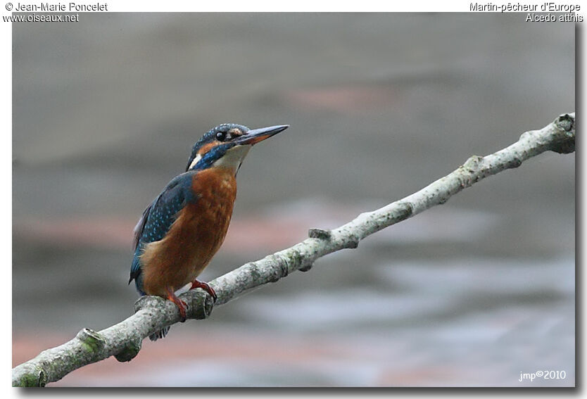 Common Kingfisher female