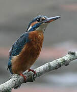 Common Kingfisher