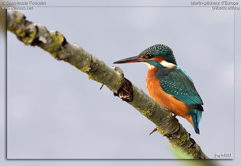 Common Kingfisher female