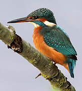 Common Kingfisher