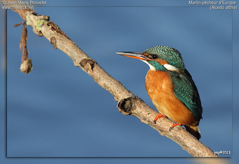 Common Kingfisher