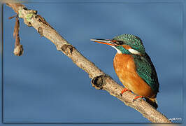 Common Kingfisher