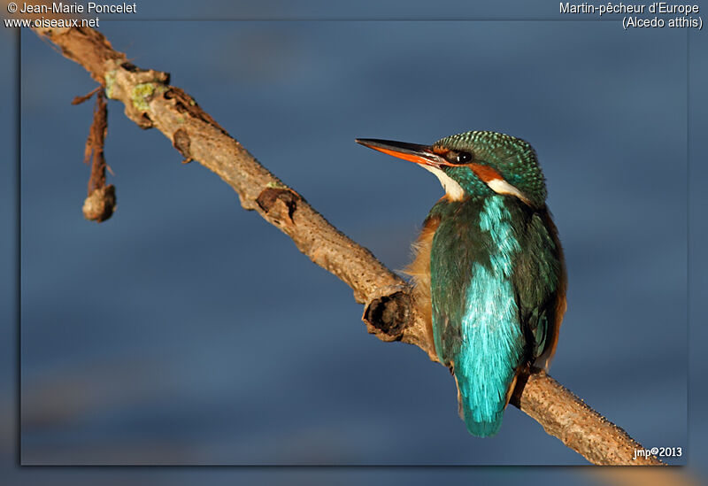 Common Kingfisher