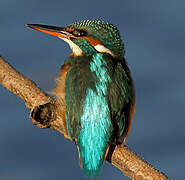 Common Kingfisher