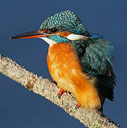 Common Kingfisher