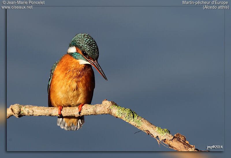 Common Kingfisher