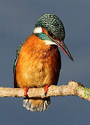 Common Kingfisher