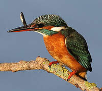 Common Kingfisher