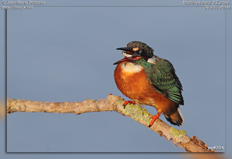 Common Kingfisher