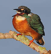 Common Kingfisher