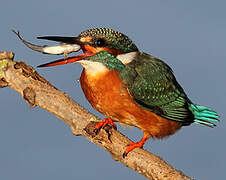 Common Kingfisher