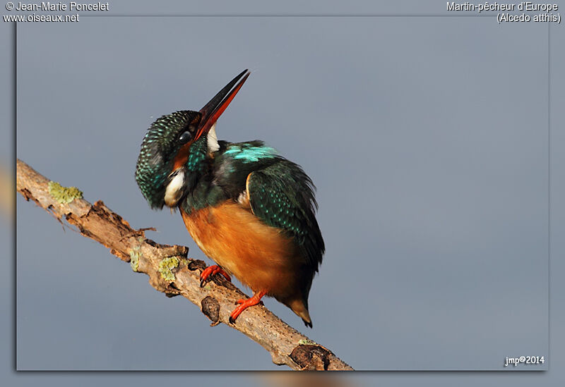 Common Kingfisher