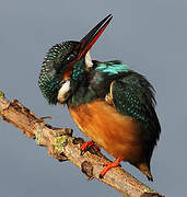 Common Kingfisher